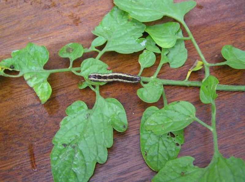tomato plant April 2014
